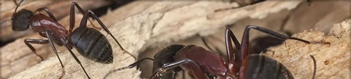 Close-up of ants on wood showing an active ant infestation in Huntsville, AL