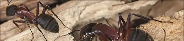 Close-up of ants on wood showing an active ant infestation in Huntsville, AL