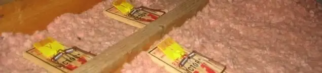 Mouse traps placed in an attic for rodent control in Huntsville, AL