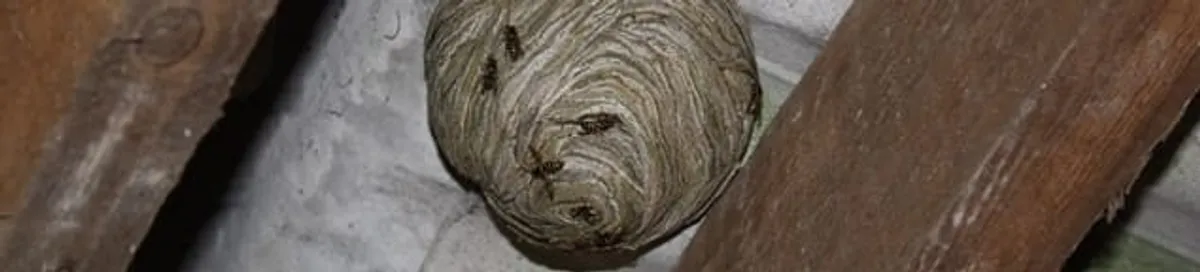 Wasp nest in an attic space, a common home infestation risk in Huntsville, AL