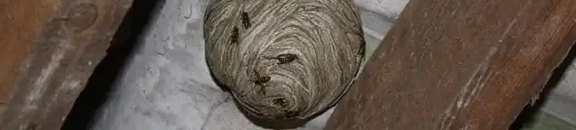 Wasp nest in an attic space, a common home infestation risk in Huntsville, AL