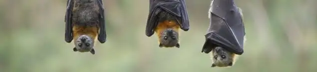Bats roosting together, a common sign of a bat infestation in Huntsville, AL