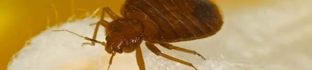 Close-up of a bed bug, a sign of an active infestation in Huntsville, AL