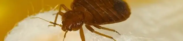 Close-up of a bed bug, a sign of an active infestation in Huntsville, AL