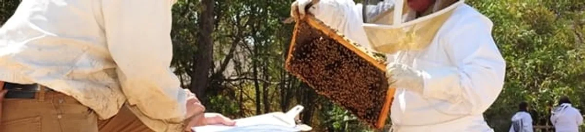 Bee removal specialists relocating a hive and honeycomb safely in Huntsville, AL