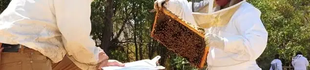 Bee removal specialists relocating a hive and honeycomb safely in Huntsville, AL