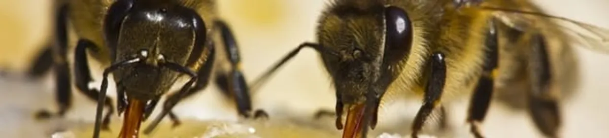 Close-up of honey bees, a sign of a nearby hive in Huntsville, AL