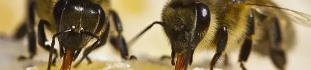 Close-up of honey bees, a sign of a nearby hive in Huntsville, AL