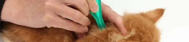 Flea treatment for pets using a flea comb, a sign of flea problems in Huntsville, AL