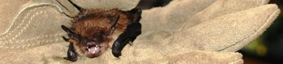 Bat removal specialist holding a bat safely during humane exclusion in Huntsville, AL