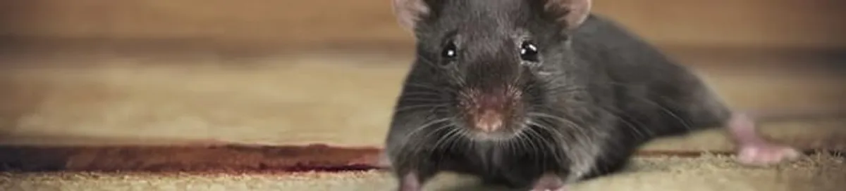 Mouse indoors, a common sign of a rodent infestation in Huntsville, AL