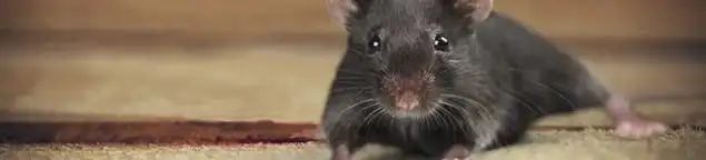Mouse indoors, a common sign of a rodent infestation in Huntsville, AL
