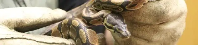 Snake removal specialist safely handling a snake with protective gloves in Huntsville, AL