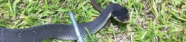 Snake in a yard, a common sign of a snake problem near a home in Huntsville, AL