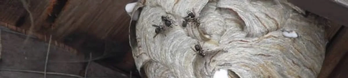 Close-up of a wasp nest with active wasps, a sign of an infestation in Huntsville, AL