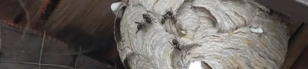 Close-up of a wasp nest with active wasps, a sign of an infestation in Huntsville, AL